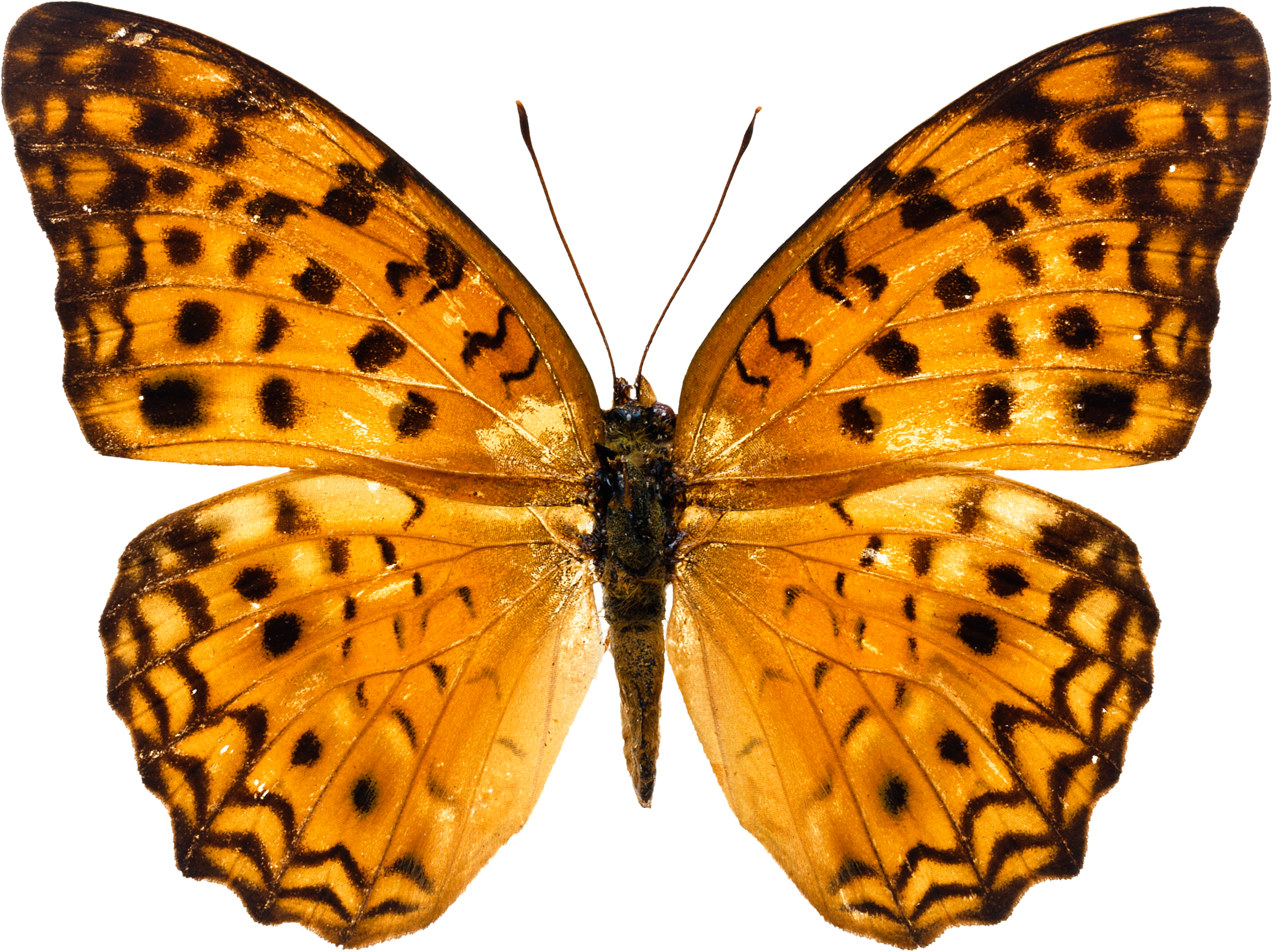 Mariposa PNG