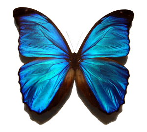 Blue butterfly PNG image