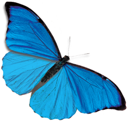 Mariposa PNG