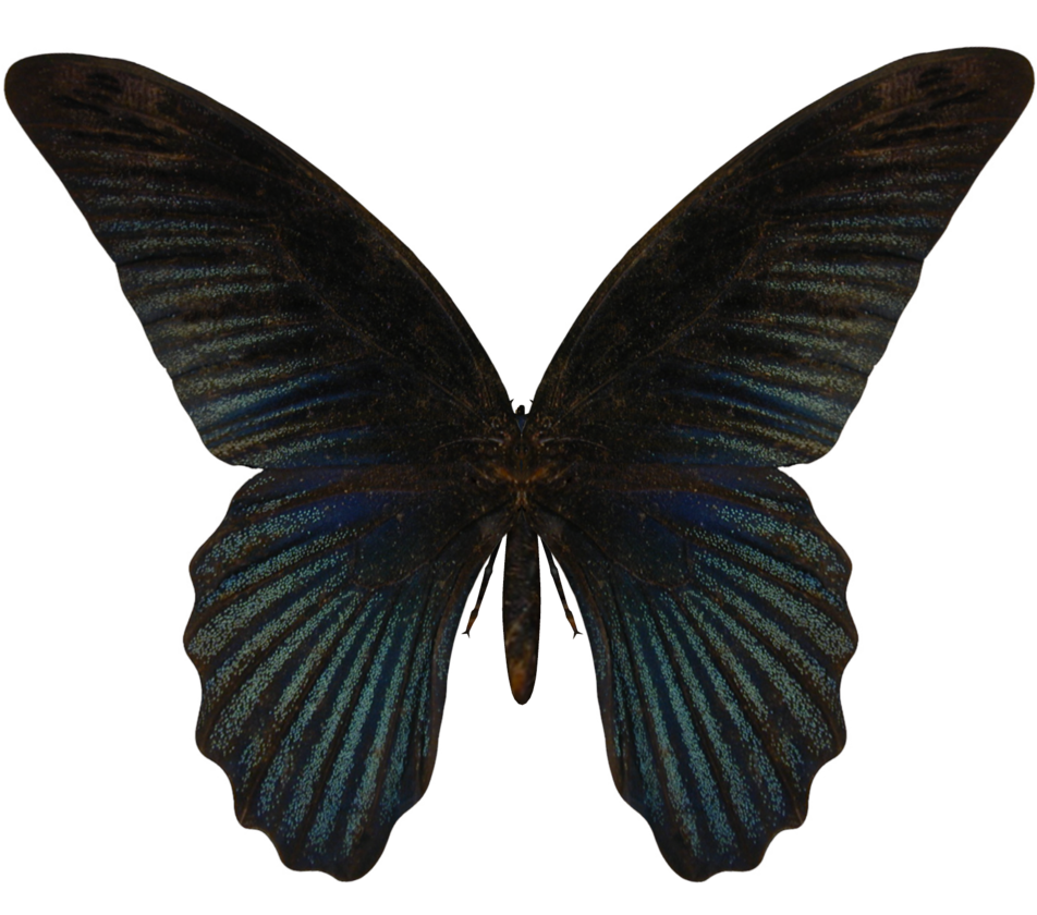 Butterfly PNG image