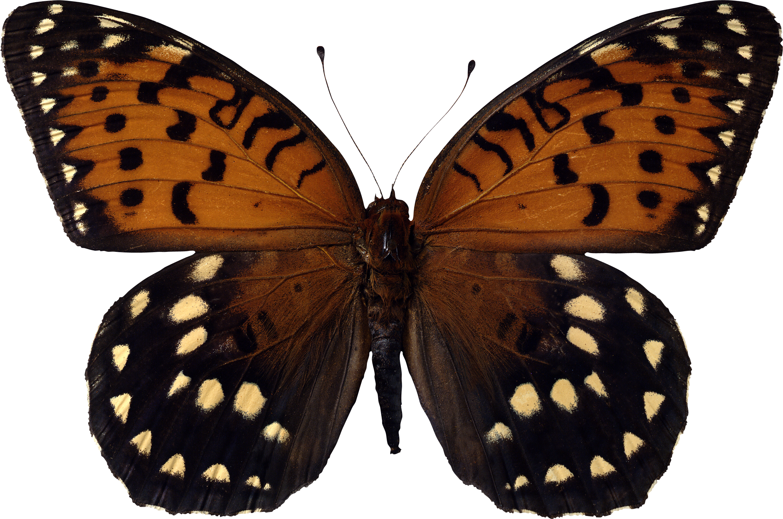 Бабочка PNG