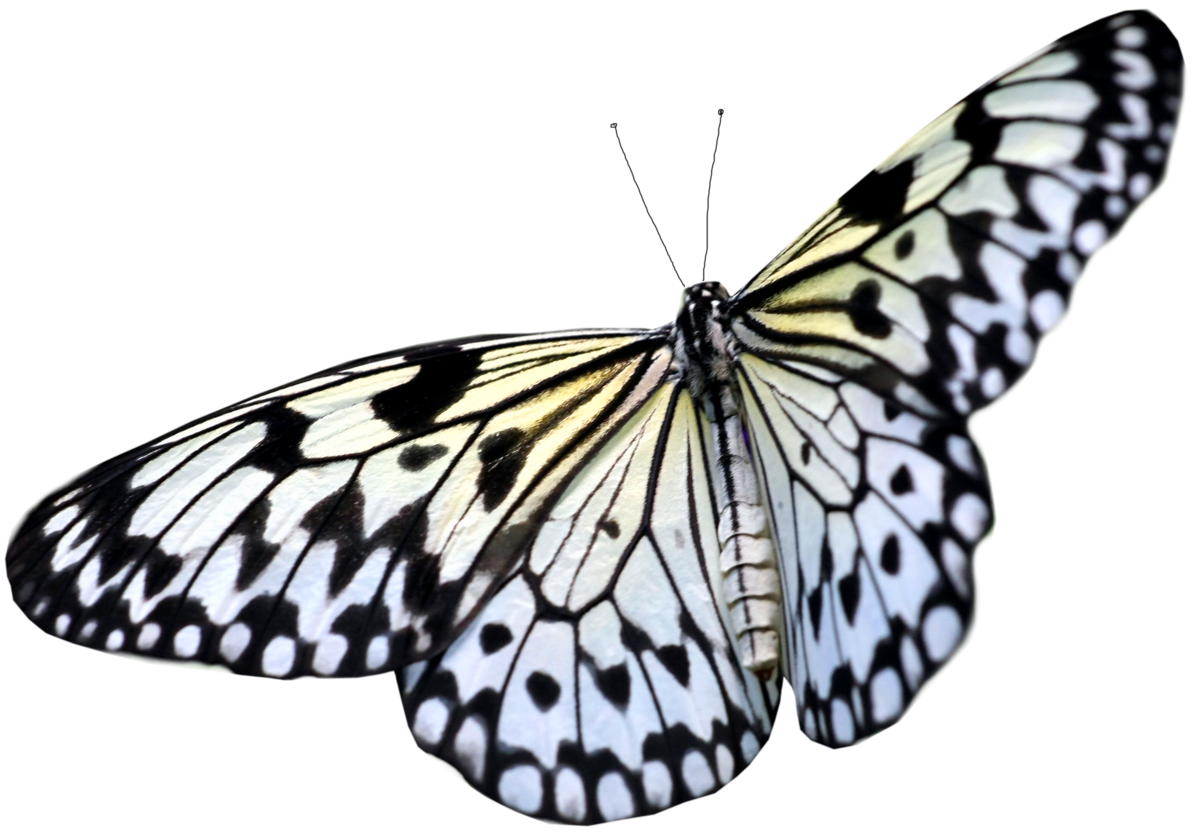 Mariposa PNG