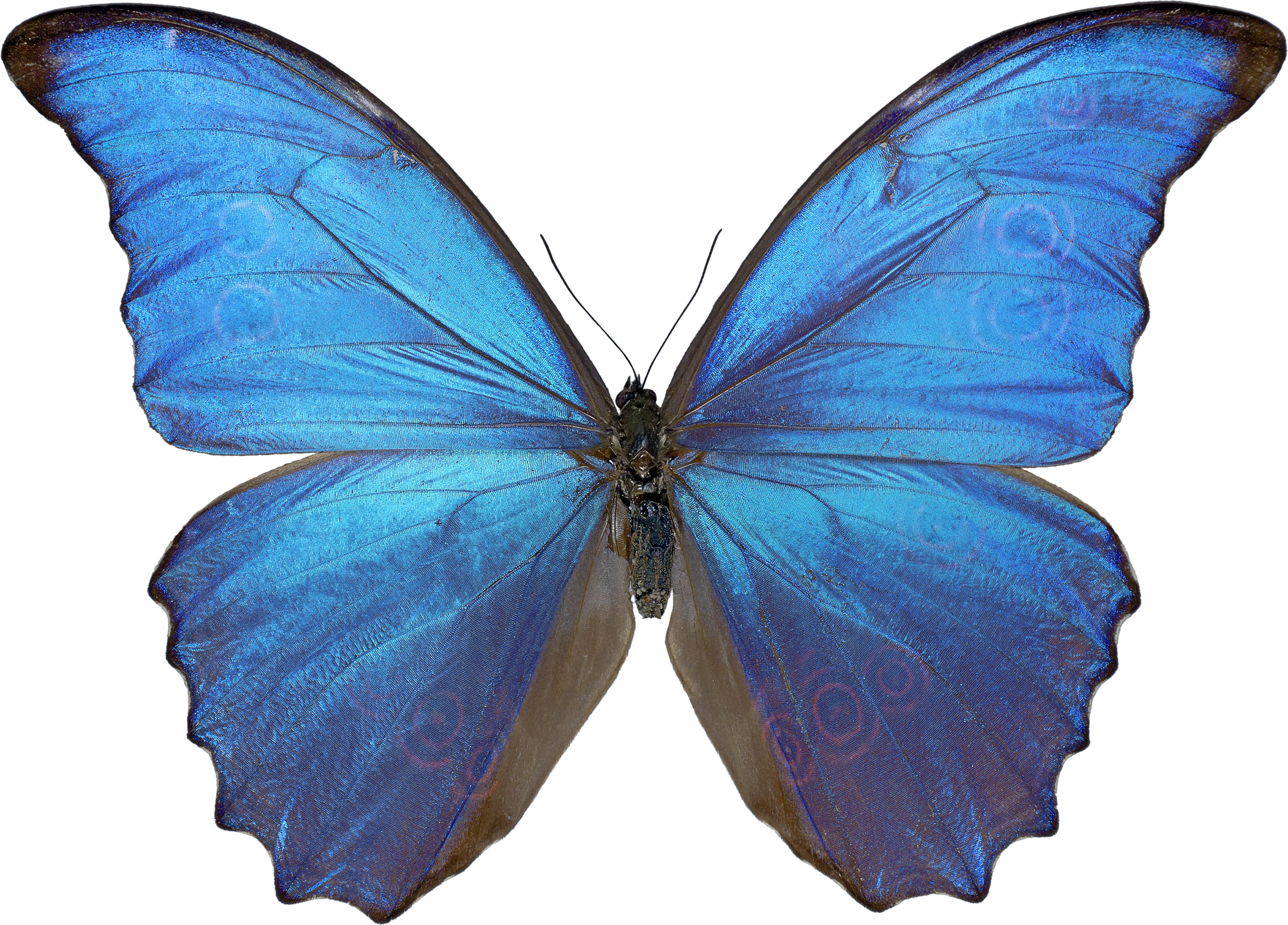 Butterfly Png Image Free Picture Download