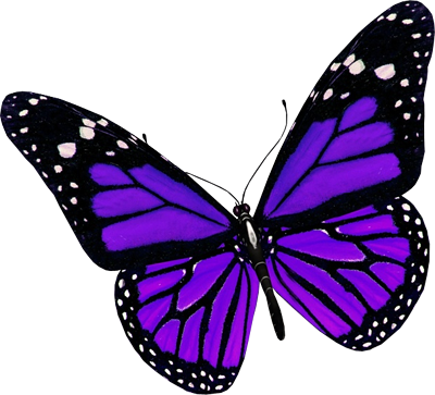 Purple butterfly PNG image