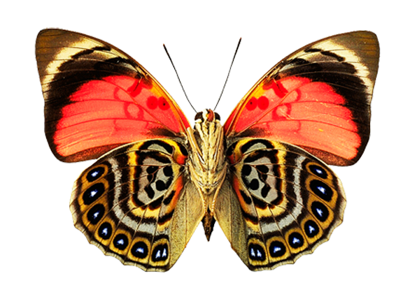 Mariposa PNG