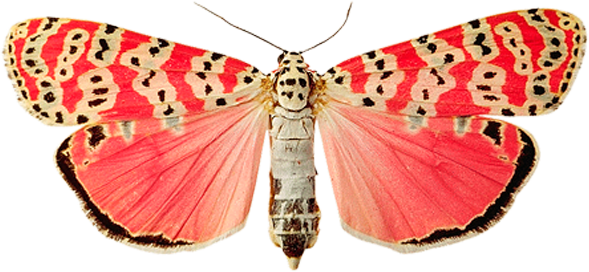 Pink butterfly PNG image, butterflies