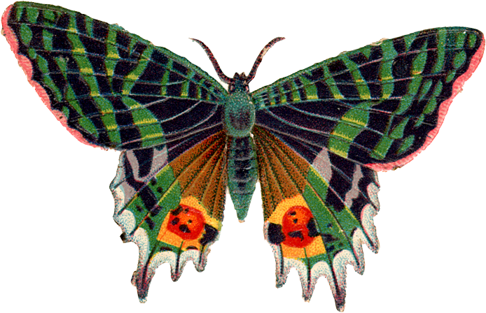 Mariposa PNG