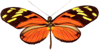 Mariposa PNG