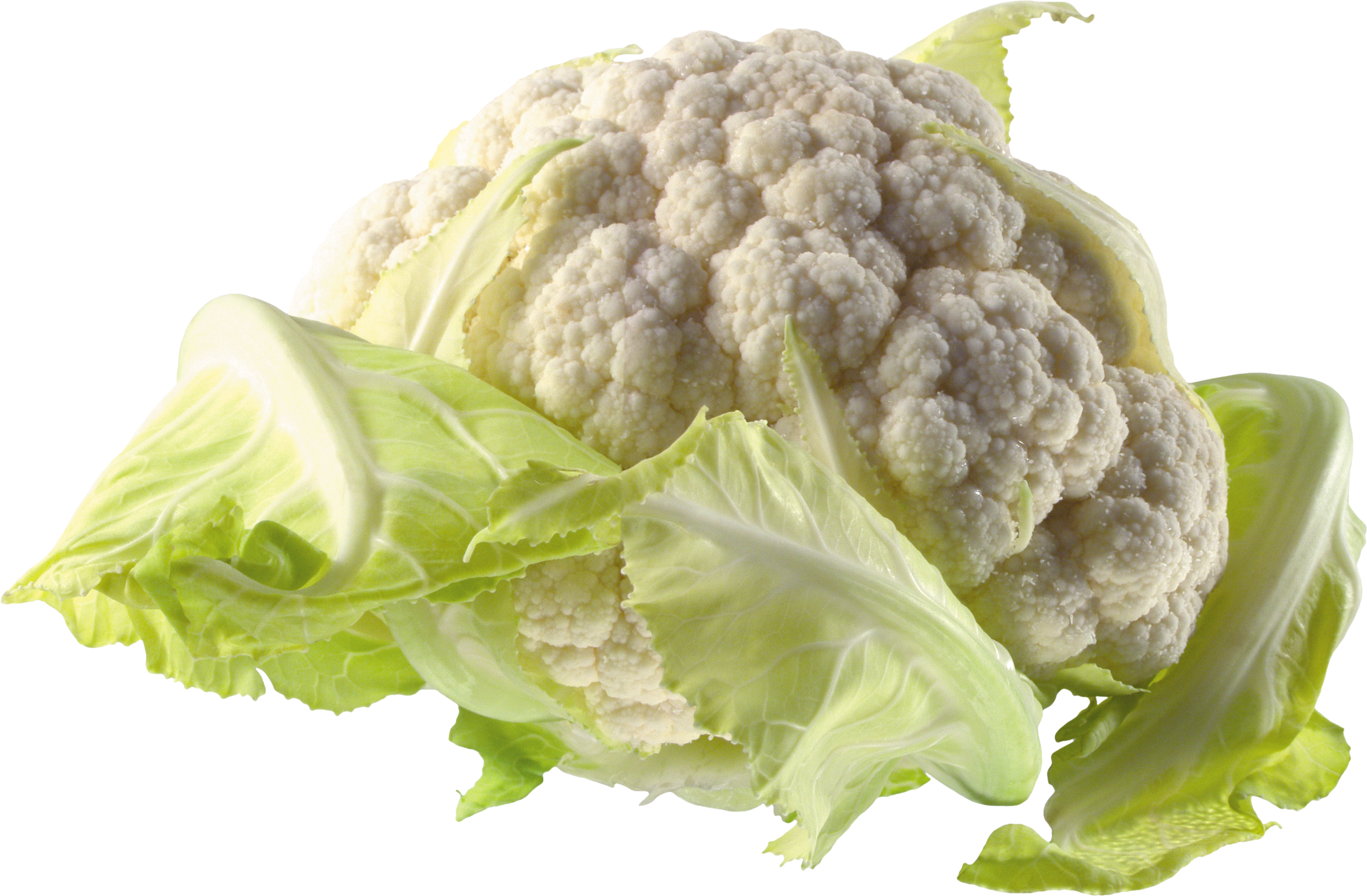 Cabbage PNG images