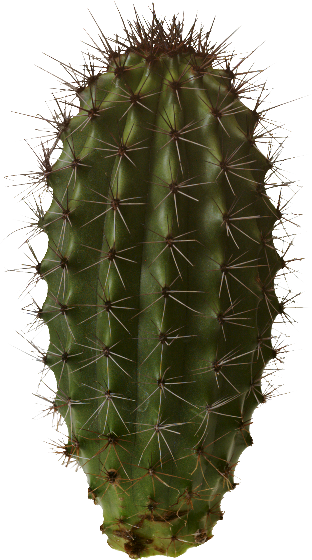 Imagen PNG de cactus