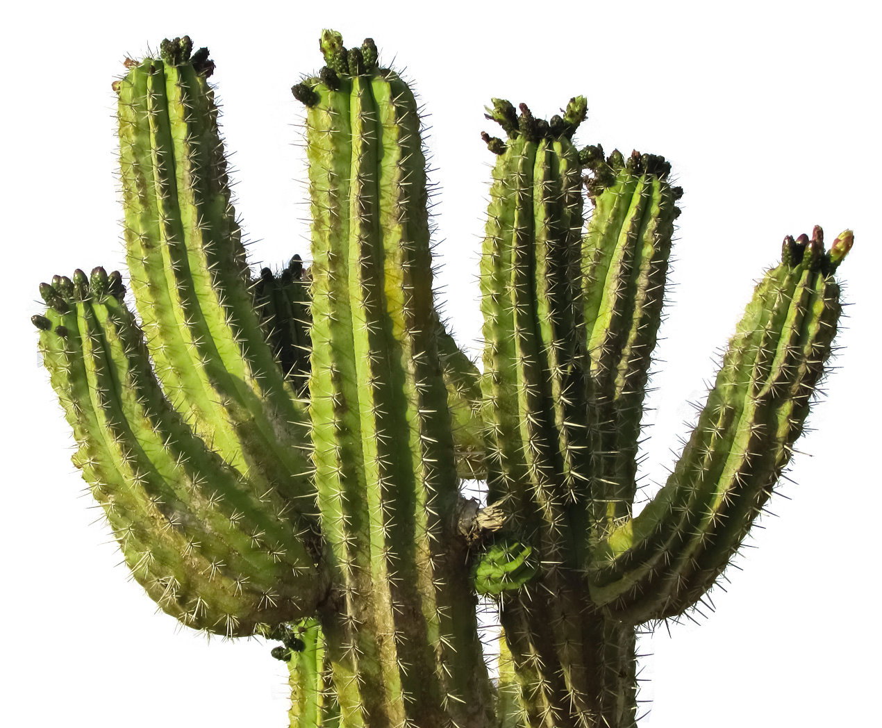 Cactus PNG image free Download
