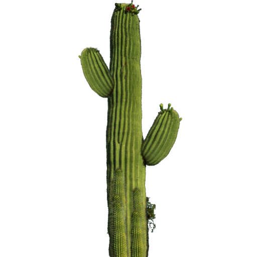 Imagen PNG de cactus