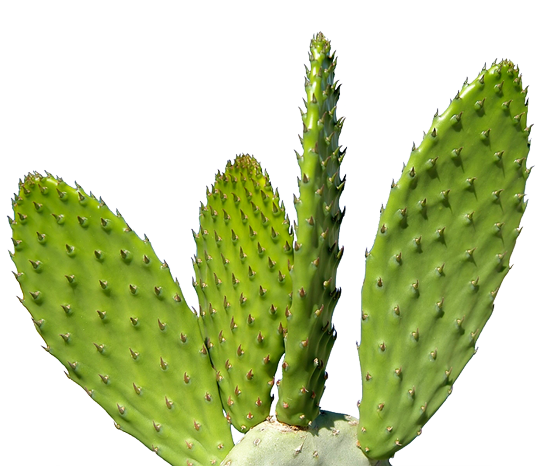 Imagen PNG de cactus