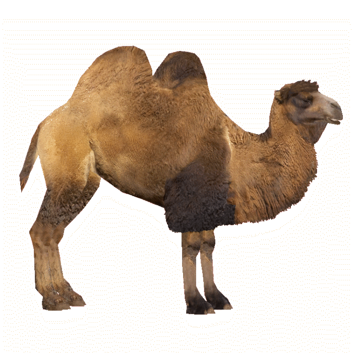 Camel PNG images