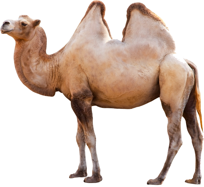 Camel PNG images image