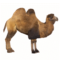 Camello PNG
