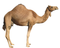 Camello PNG