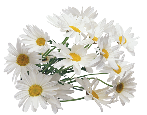 Camomile PNG images
