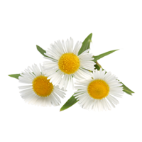 Camomile PNG images
