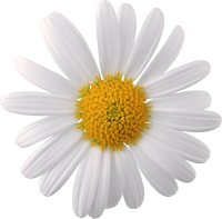 Camomile PNG image, free flower picture