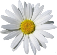 Camomile PNG image, free flower picture