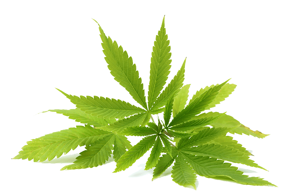 Cannabis PNG