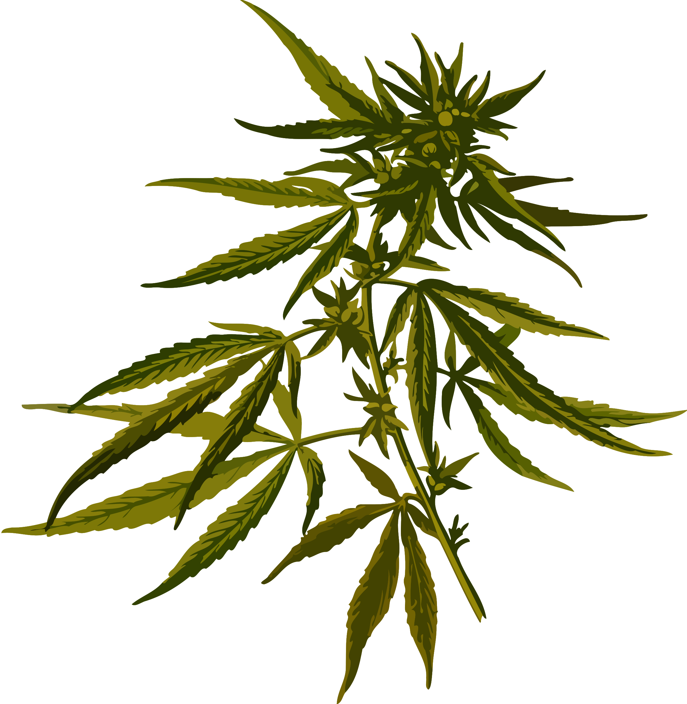 Cannabis PNG