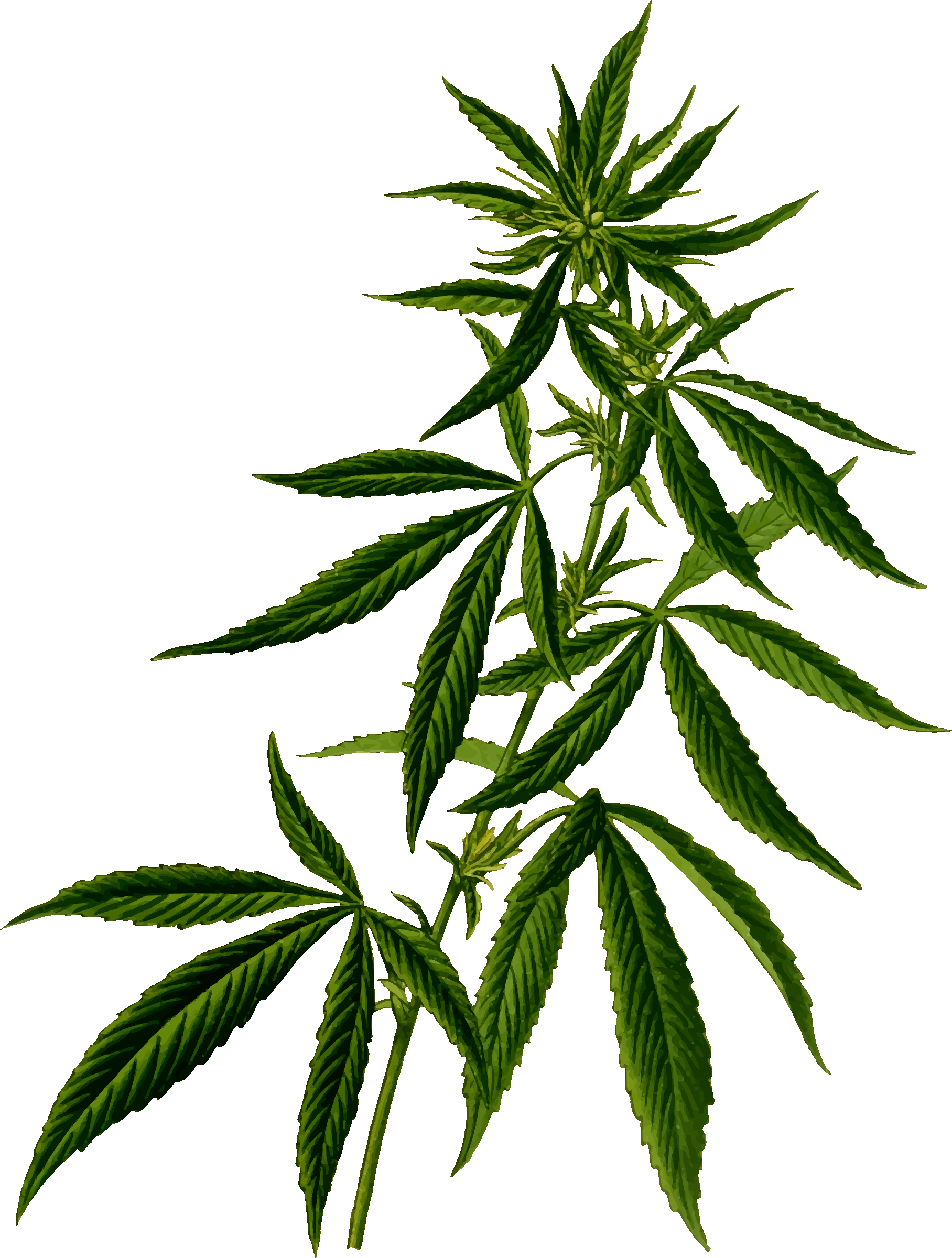 Cannabis PNG