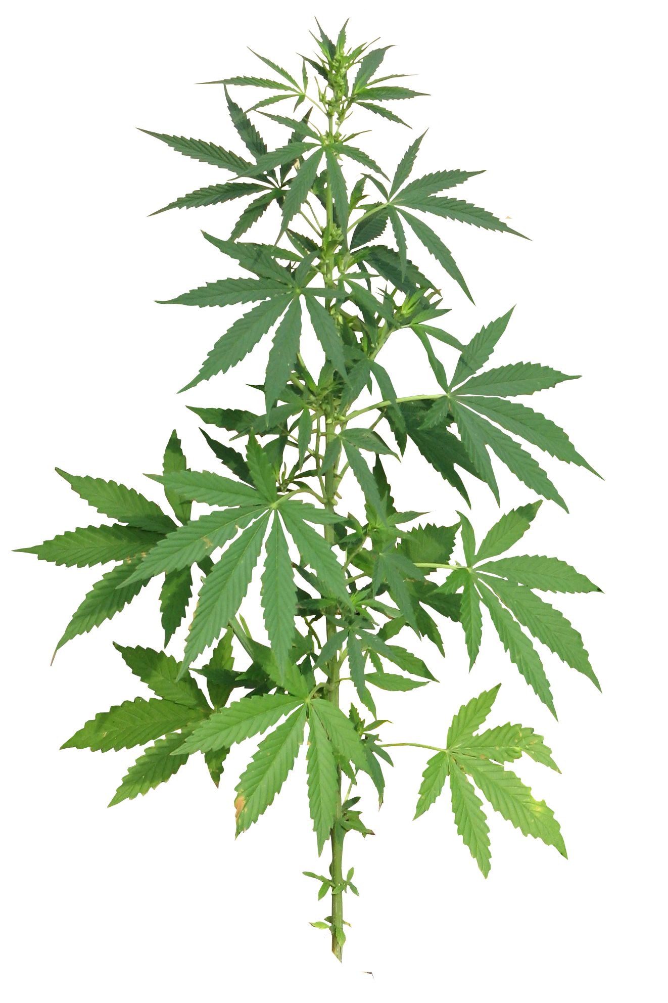 Cannabis PNG