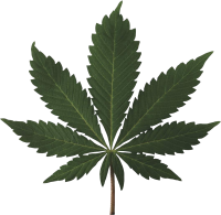 Cannabis PNG