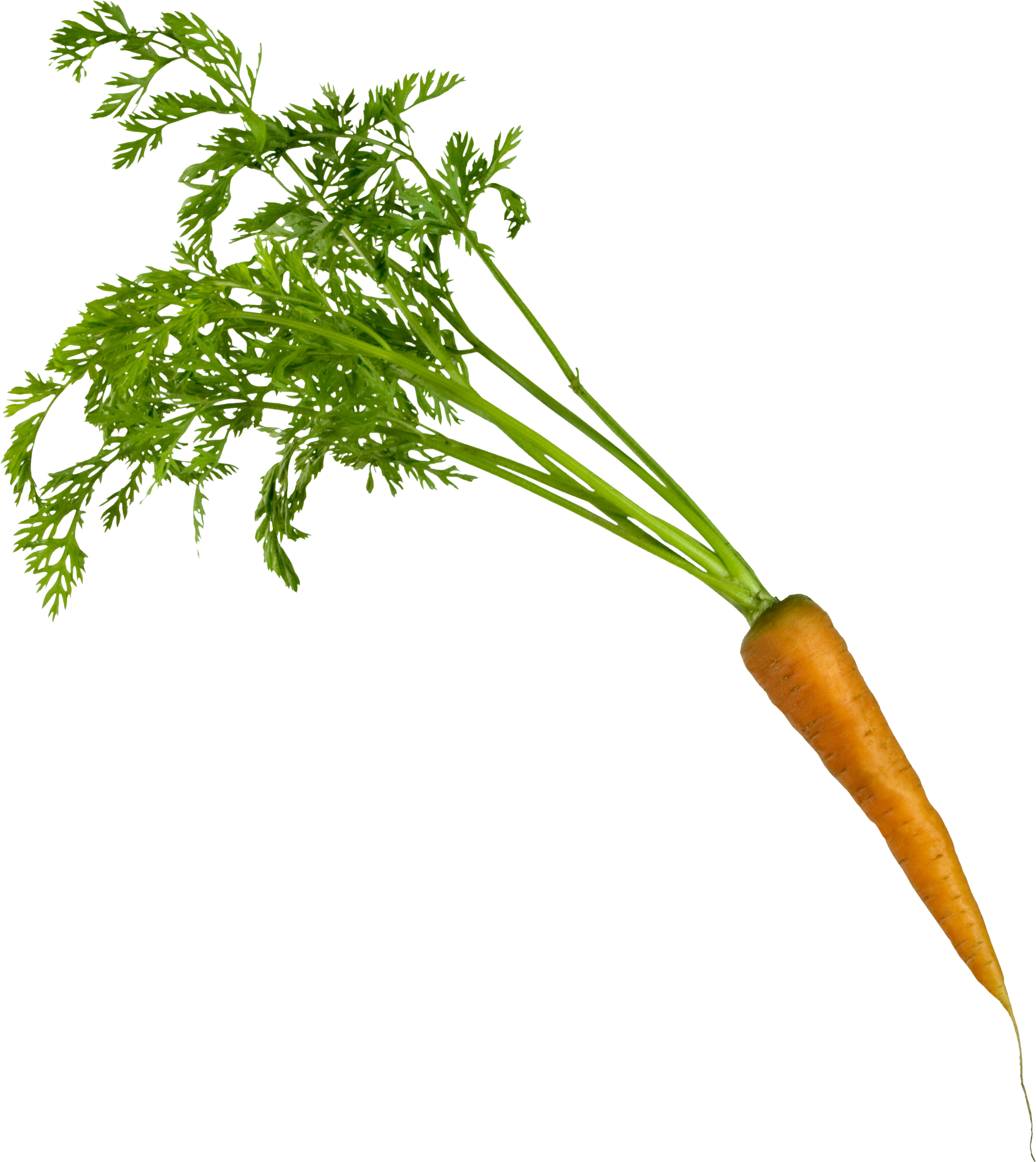Carrot PNG Image