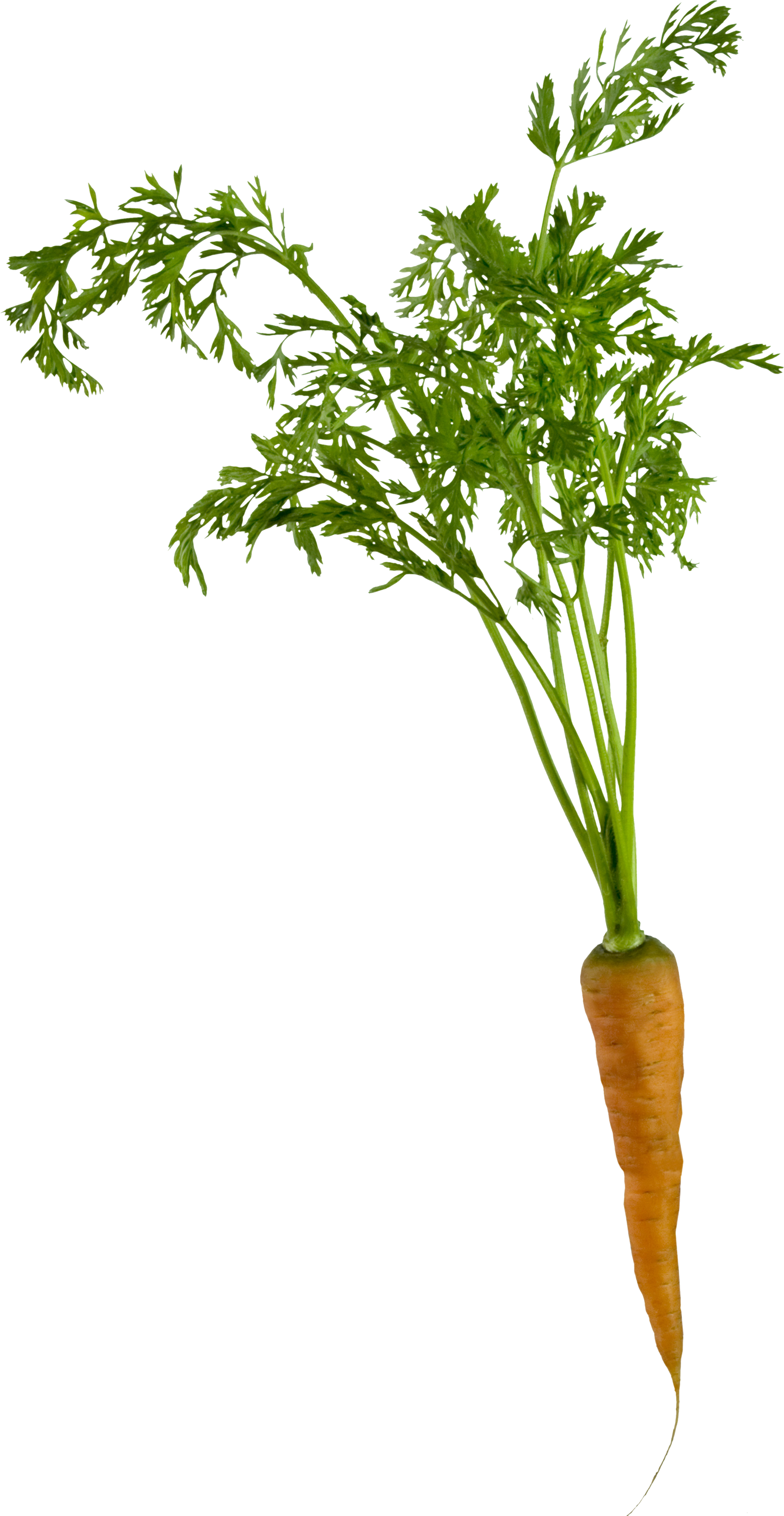 Carrot PNG images