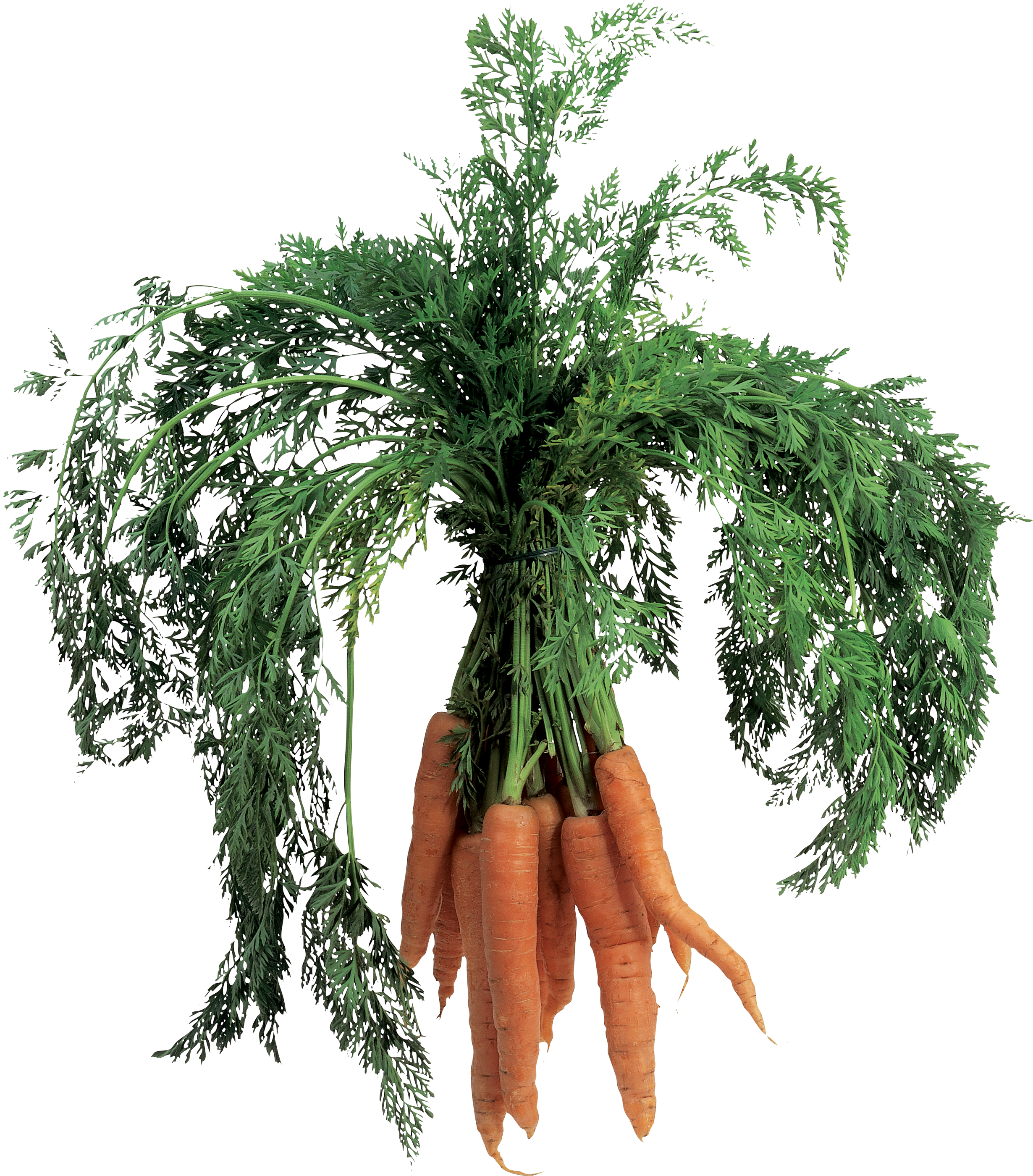 Carrot PNG images
