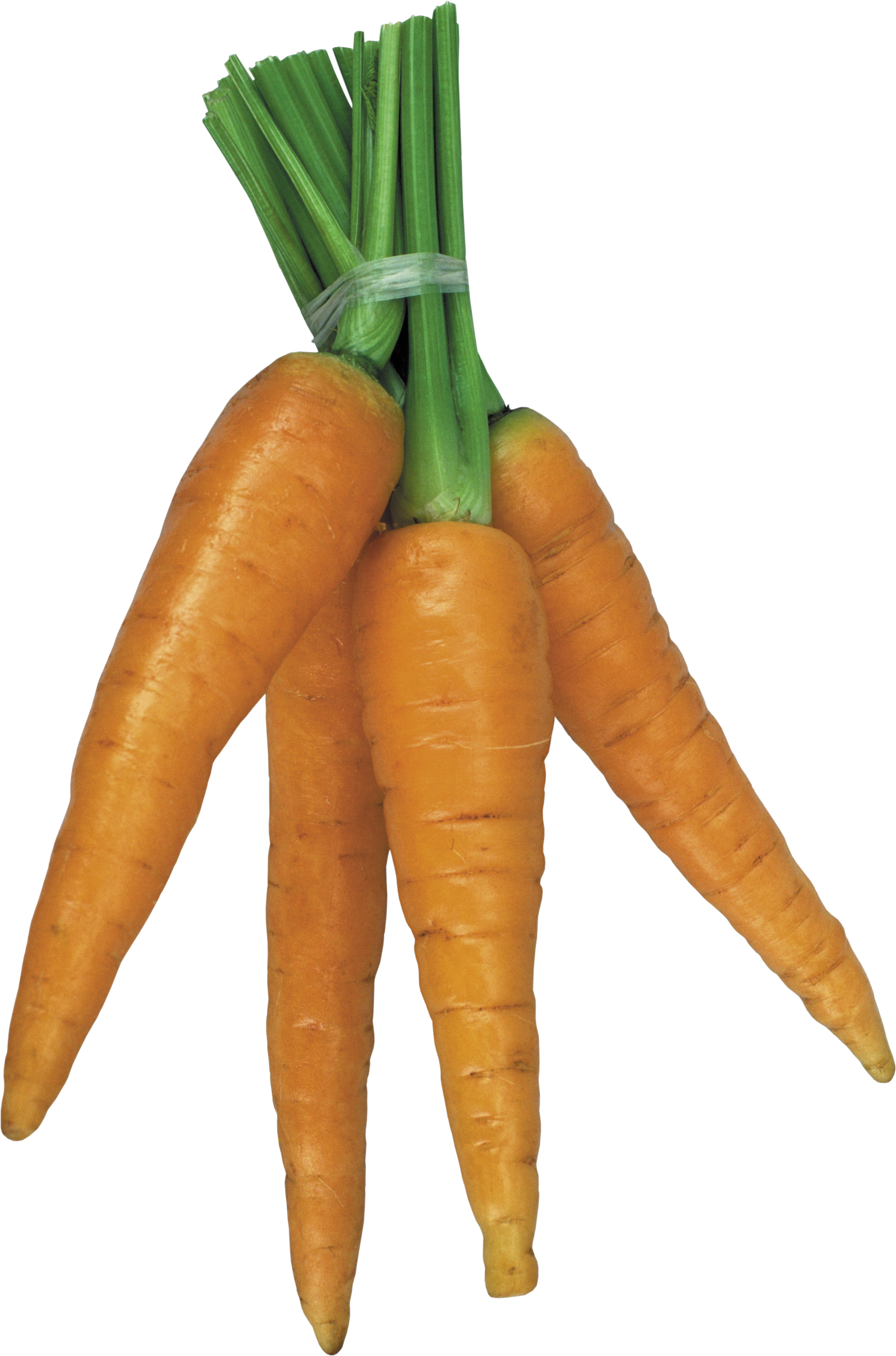 Морковка PNG