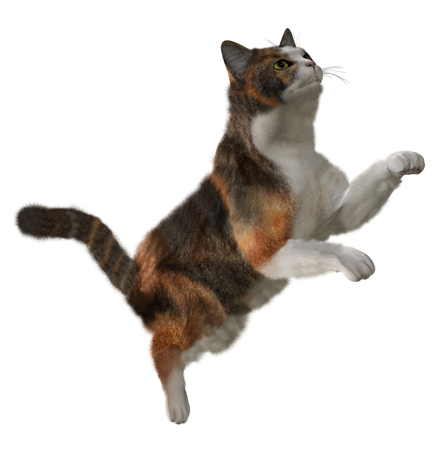 Gato PNG