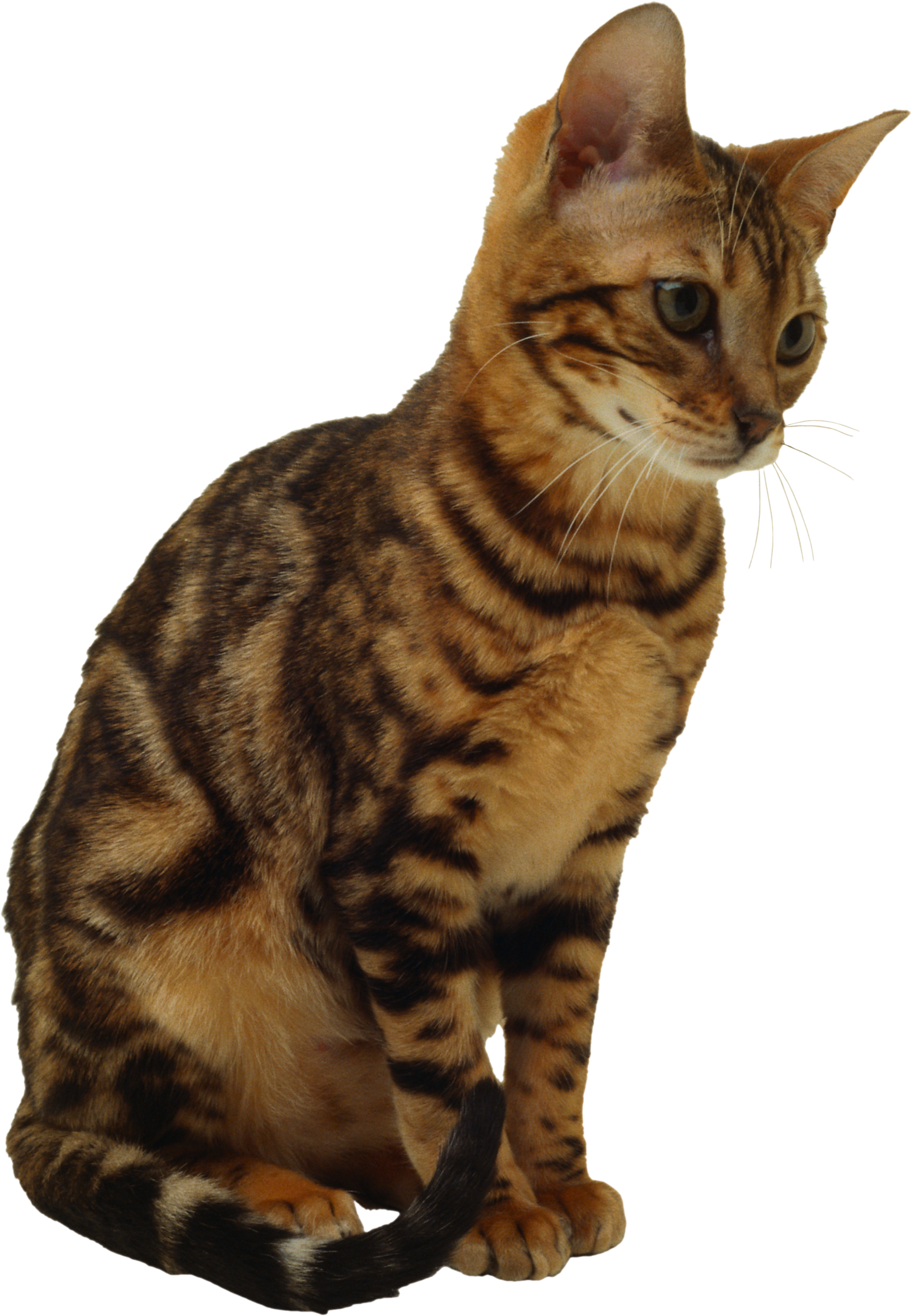 Gato PNG