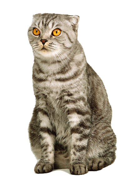 Gato PNG