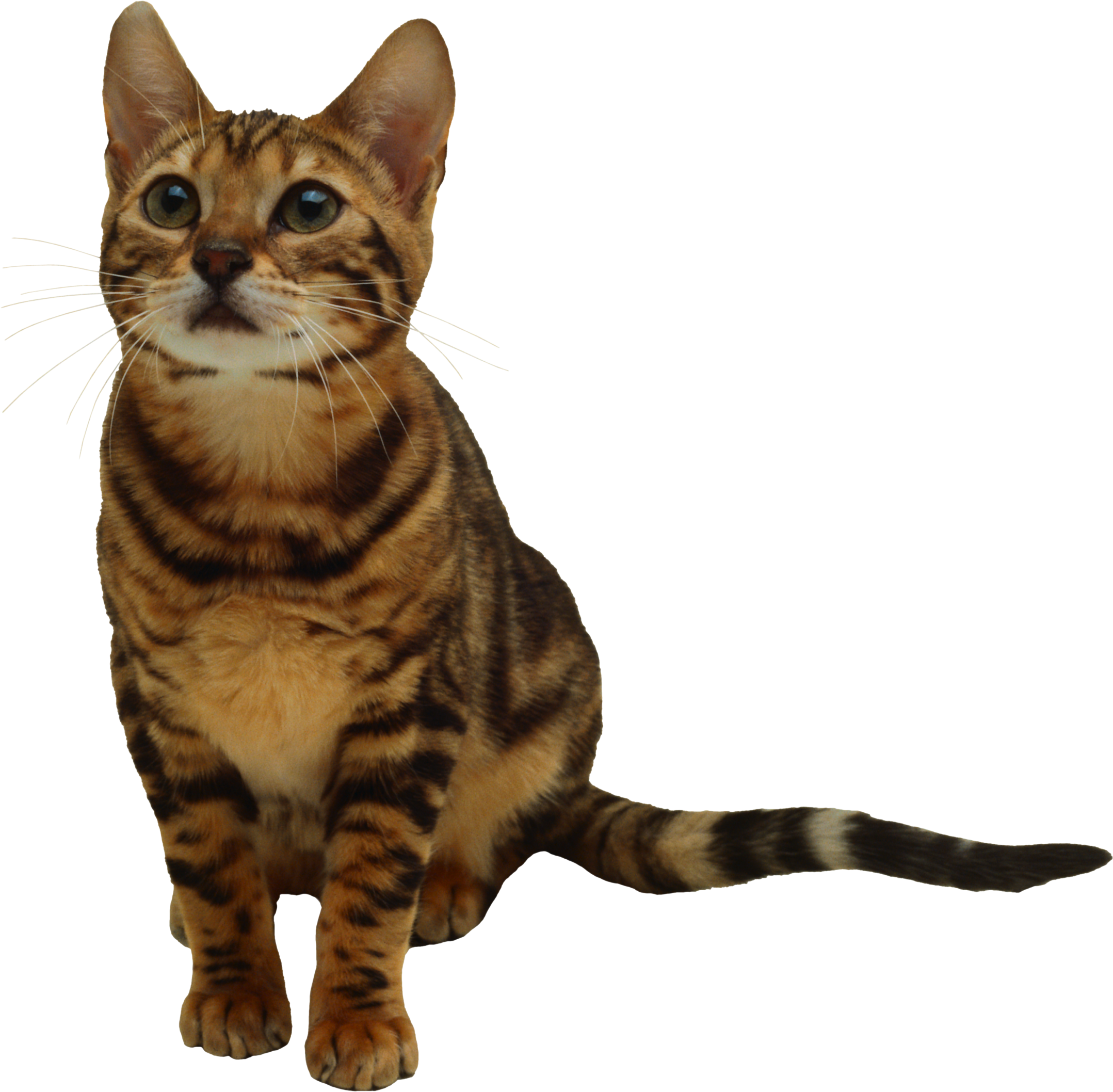 kitten png image, free download picture 