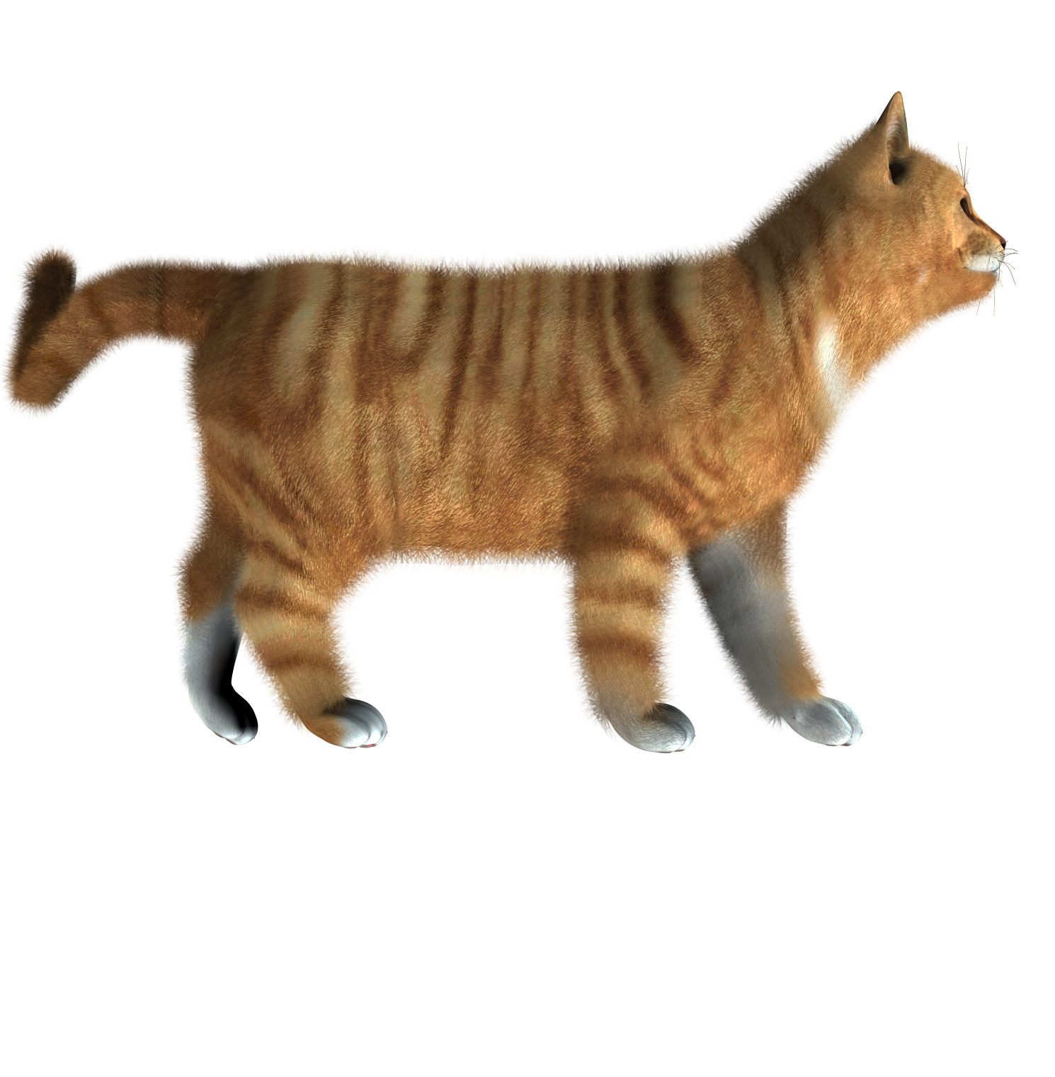 Cats PNG images Download image, kitten png