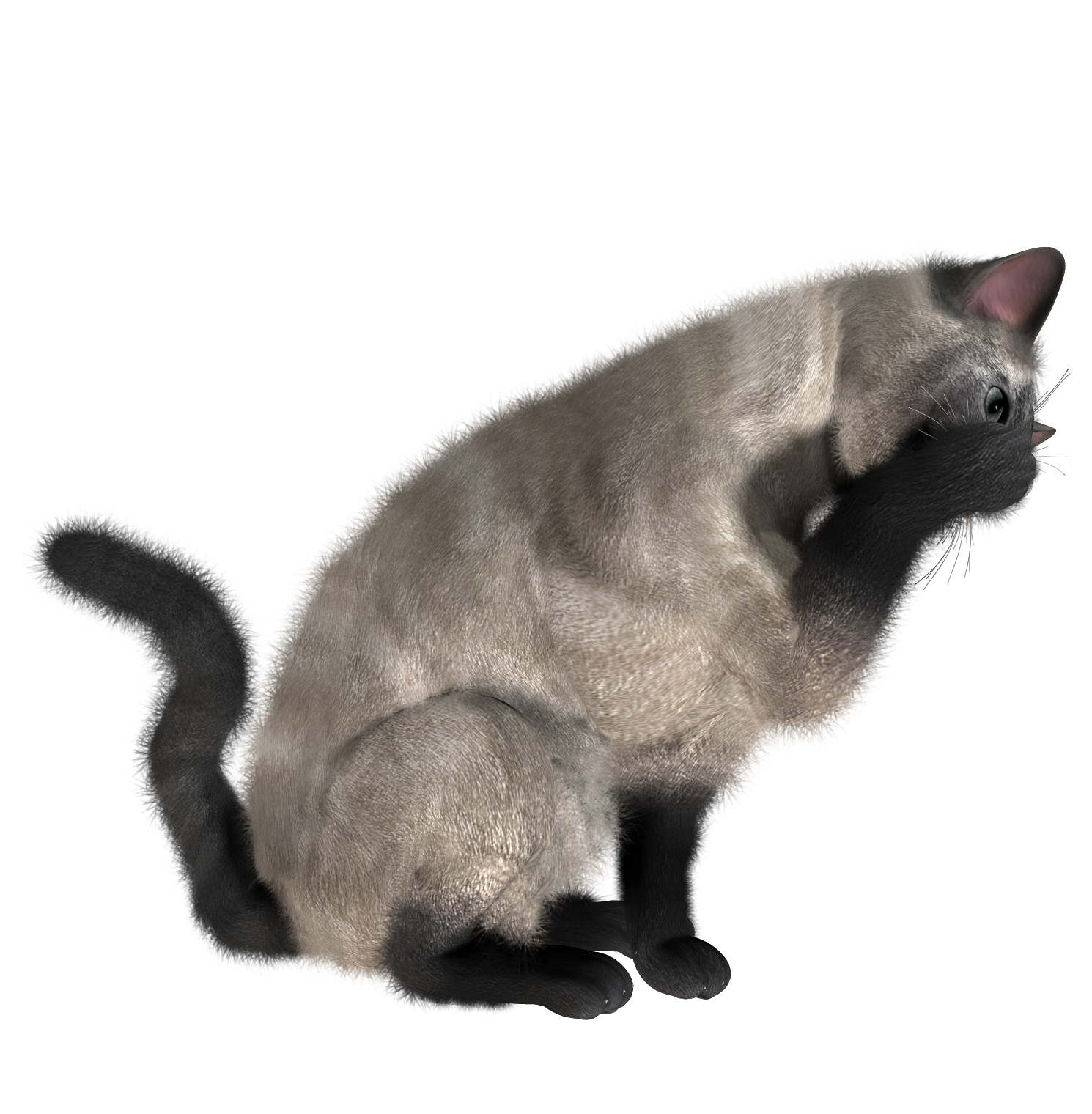 Cats PNG images Download image