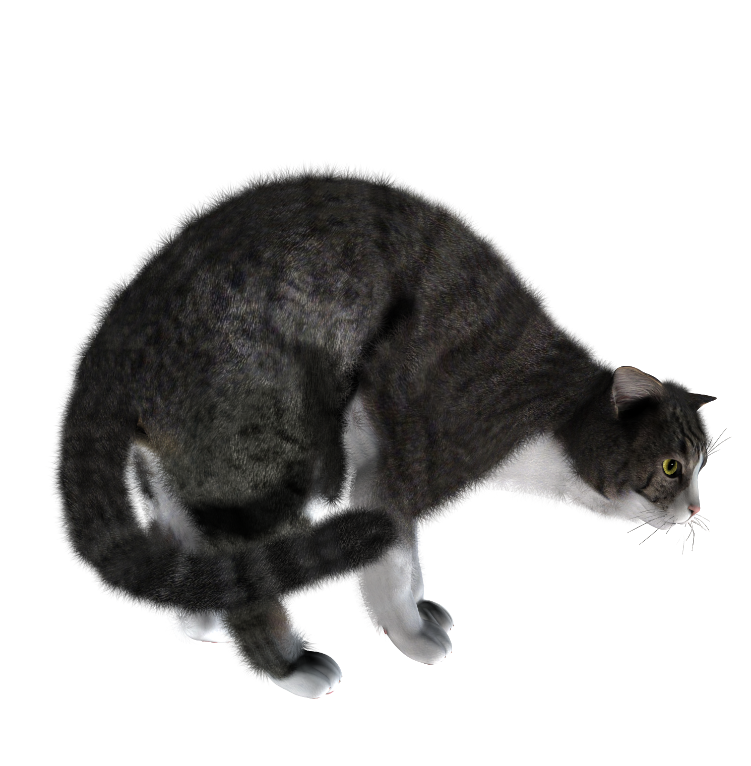 Cats PNG images Download image