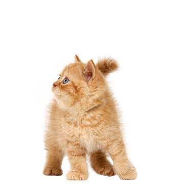 Gato PNG