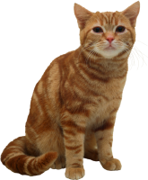 Gato PNG