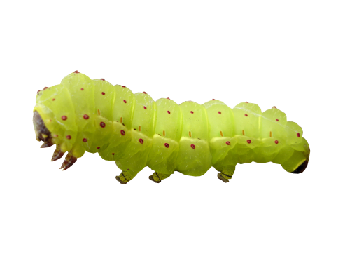 Caterpillar PNG image free Download 