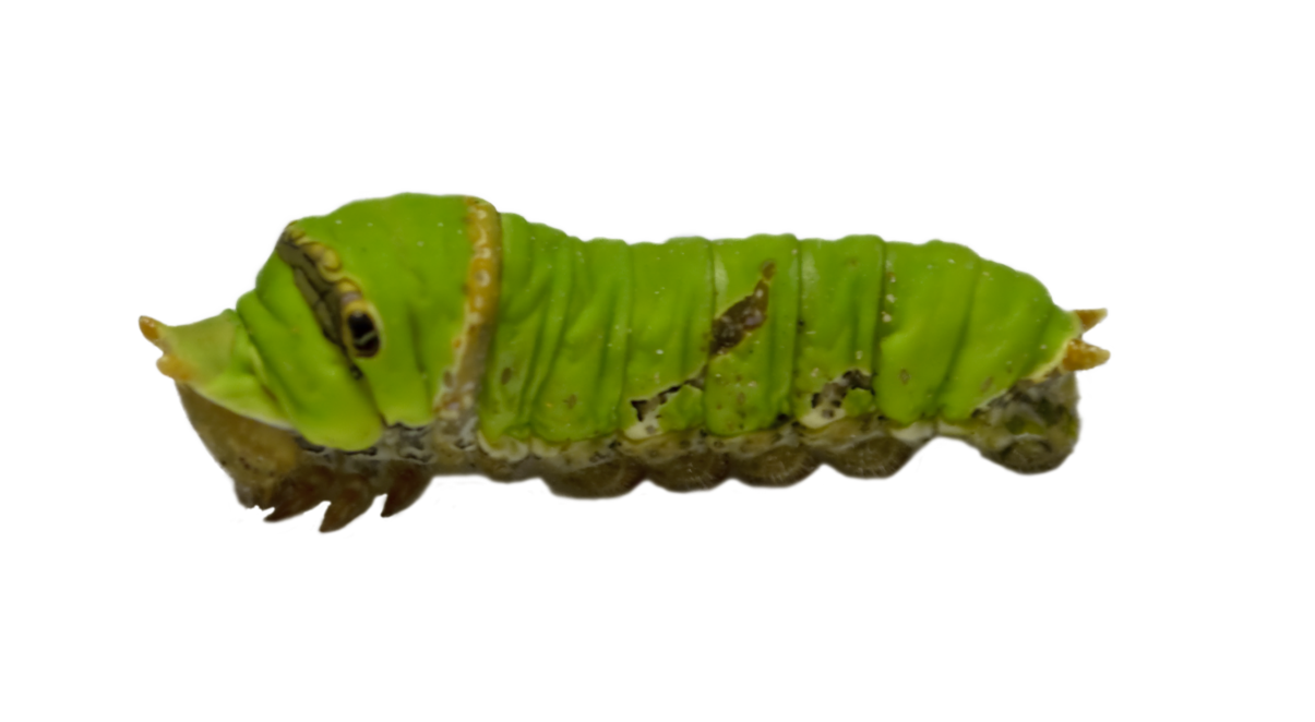 Caterpillar PNG image free Download 