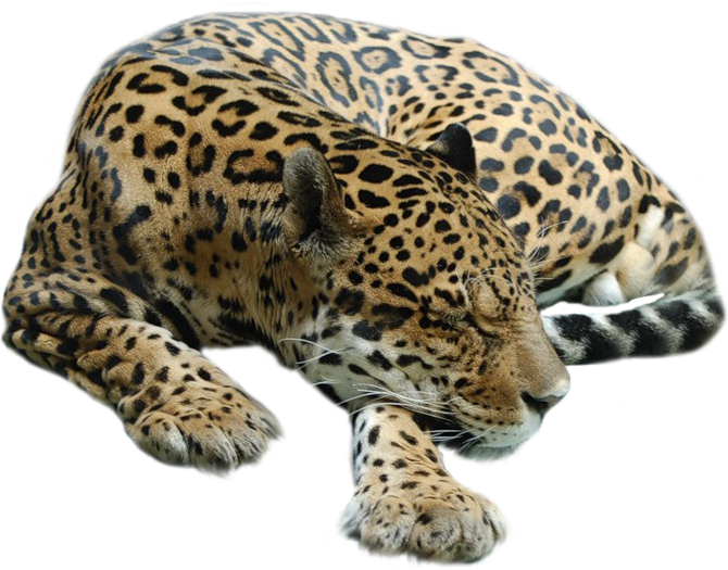 Leopardo PNG