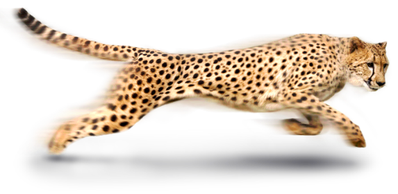 Leopardo PNG