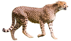 Cheetah PNG images Download