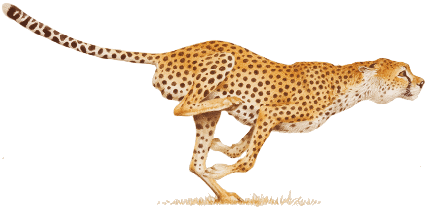 Cheetah PNG images Download