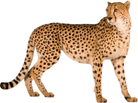 Leopardo PNG